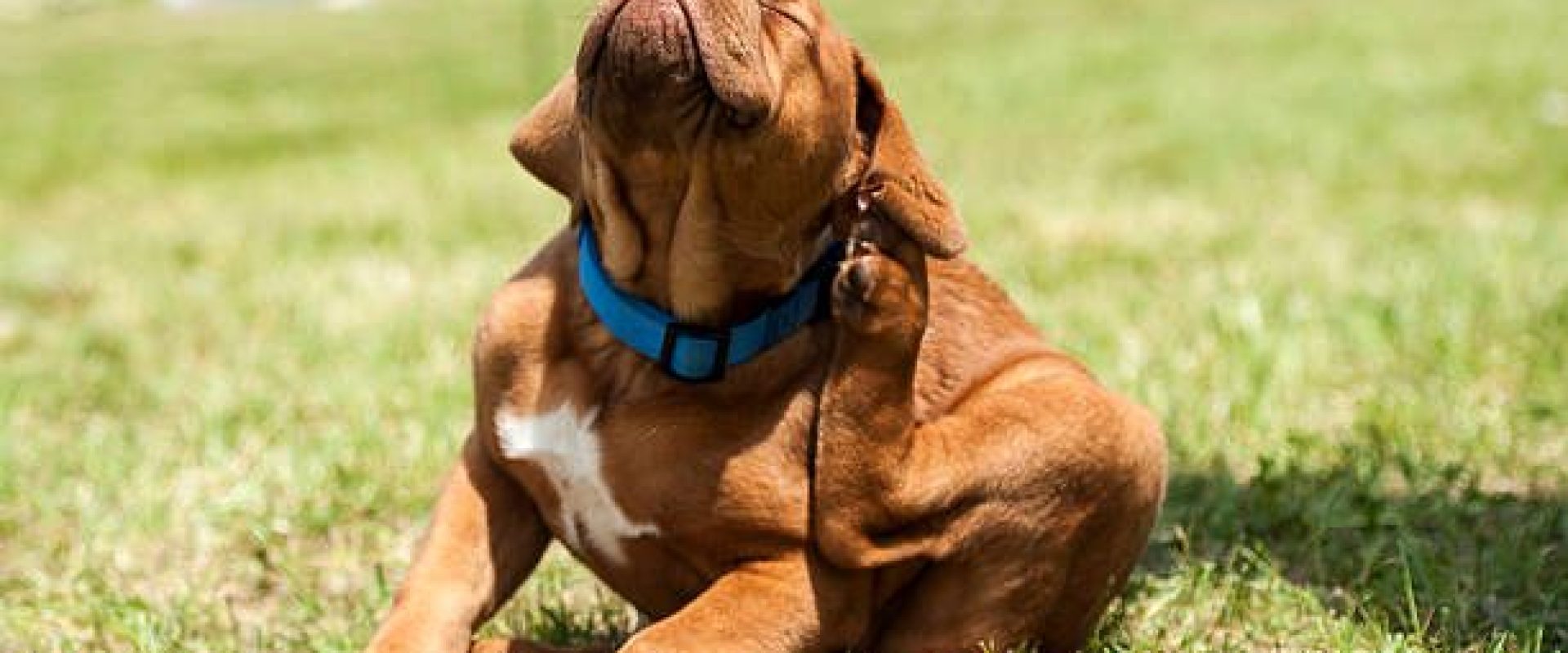 Dogue de Bordeaux (French Mastiff) puppy trying to get rid off fleas.